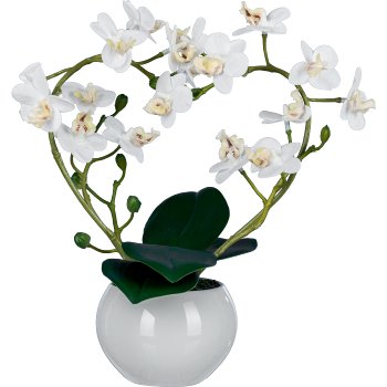 Phalaenopsis curved in heart shape, 26cm, white, in ceramic pot