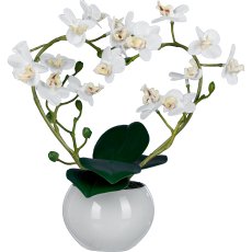 Phalaenopsis curved in heart shape, 26cm, white, in ceramic pot