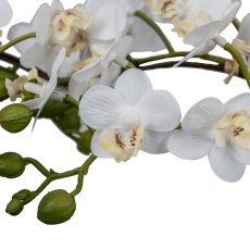 Phalaenopsis curved in heart shape, 40cm, white, in ceramic pot