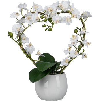 Phalaenopsis curved in heart shape, 40cm, white, in ceramic pot