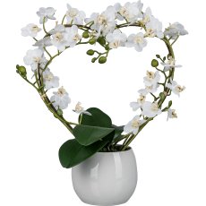 Phalaenopsis curved in heart shape, 40cm, white, in ceramic pot