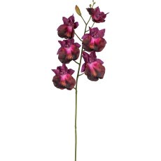 Zygopetalum, 57cm, pink