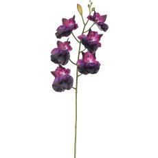 Zygopetalum, 57cm, lila