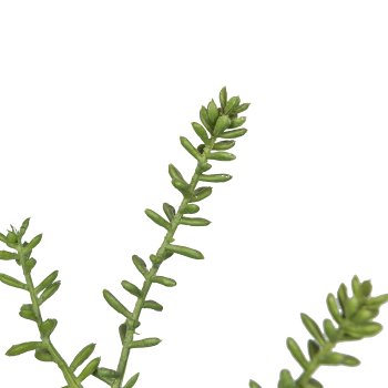 Sedum branch, 41cm, grey