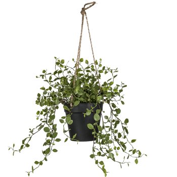 Mühlenbeckiaampel, 31cm, grün