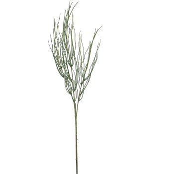 Ginster, 89cm, grün