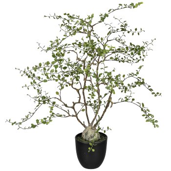 Mühlenbeckia im Topf, 91cm, grün