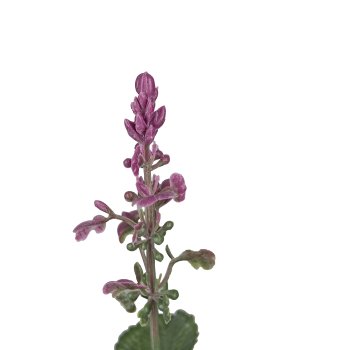 Salvie im Topf, 28cm, pink