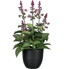 Salvie im Topf, 28cm, pink