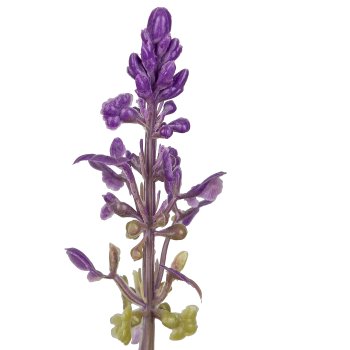 Salvia in pot, 28cm, lilac