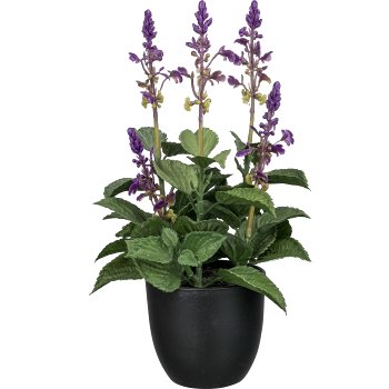 Salvia in pot, 28cm, lilac