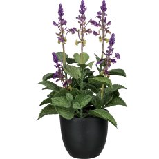 Salvie im Topf, 28cm, lila