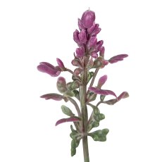 Salvie im Topf, 39cm, pink