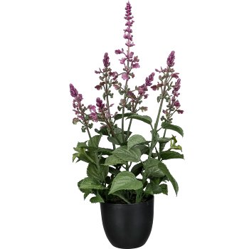 Salvie im Topf, 39cm, pink