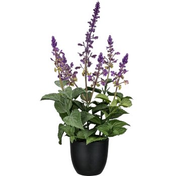 Salvie im Topf, 39cm, lila