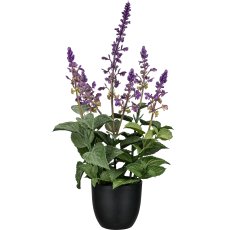 Salvie im Topf, 39cm, lila