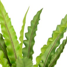 Nest fern in pot, 46cm, green