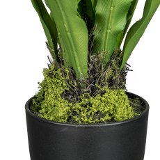 Nest fern in pot, 46cm, green