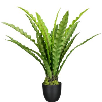 Nest fern in pot, 46cm, green