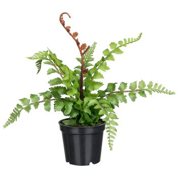 Fern in pot, 32cm, green