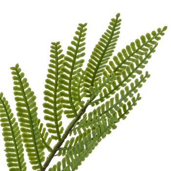 Mimose im Topf, 130cm, grün