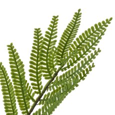 Mimose im Topf, 130cm, grün