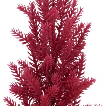 Spruce tree, 48cm, pink, in black plastic pot 9.5x9.5x9cm