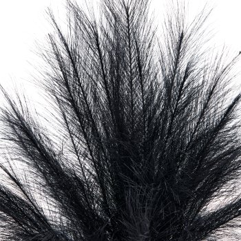 Pampas grass, 63cm, black, in black plastic pot 16x16x14.5cm