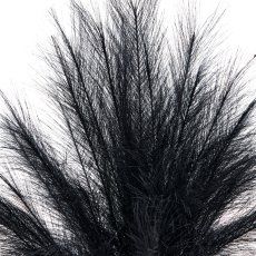 Pampas grass, 63cm, black, in black plastic pot 16x16x14.5cm