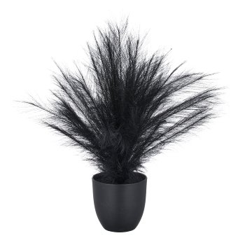 Pampas grass, 63cm, black, in black plastic pot 16x16x14.5cm