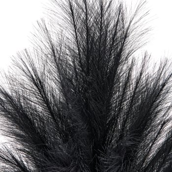 Pampasgras, 91cm, schwarz, im schwarzen Kunststofftopf 18x18x16,5cm