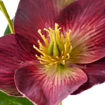 Christrose, 44cm, aubergine