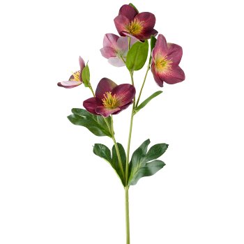 Christrose, 44cm, aubergine