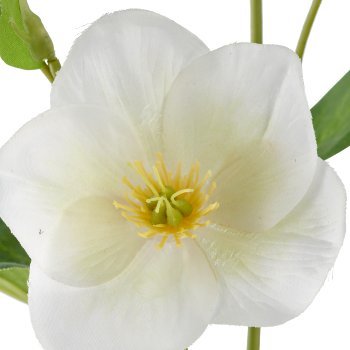 Christrose, 44cm, weiß