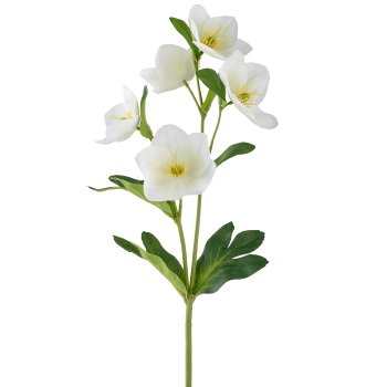 Christrose, 44cm, weiß