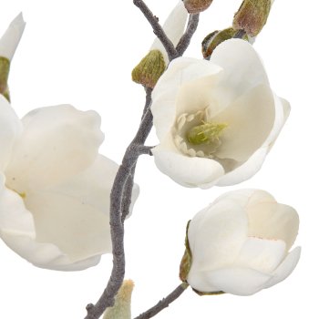 Magnolie mit Schnee, 99cm, weiß, in schwarzem Kunststofftopf 16x16x15cm