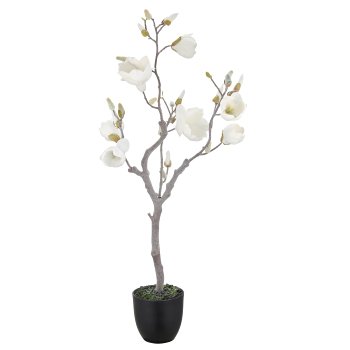 Magnolie mit Schnee, 99cm, weiß, in schwarzem Kunststofftopf 16x16x15cm