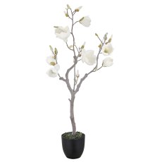 Magnolie mit Schnee, 99cm, weiß, in schwarzem Kunststofftopf 16x16x15cm