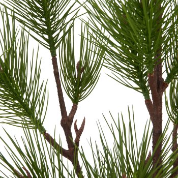 Pine tree, 100cm, green, in black plastic pot 13.5x13.5x13cm