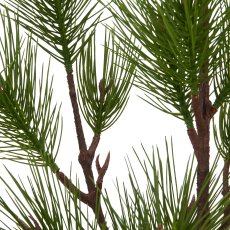 Pine tree, 100cm, green, in black plastic pot 13.5x13.5x13cm