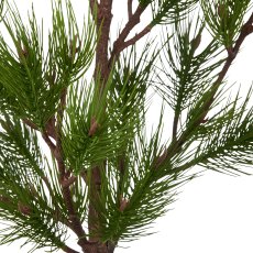 Pine tree, 158cm, green, in black plastic pot 19x19x17.5cm