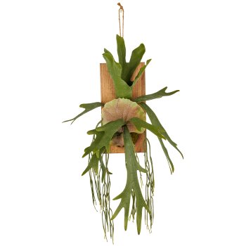 Wanddekoration mit Geweihfarn, 70cm, grün