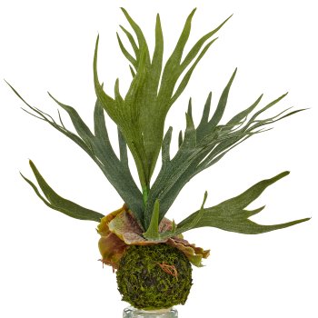 Geweihfarn auf Moosballen, 31cm, grün