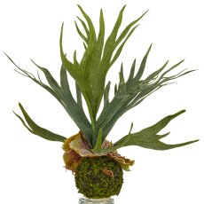 Geweihfarn auf Moosballen, 31cm, grün