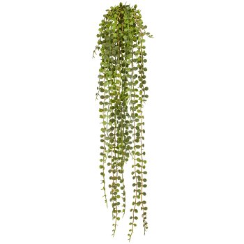 Ceropegiahänger, 63cm, grün
