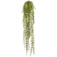 Ceropegiahänger, 63cm, grün