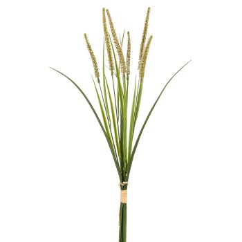 Penisetumgras im Bund x6, 61cm, grün