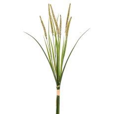 Penisetumgras im Bund x6, 61cm, grün