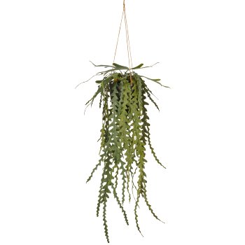 Epiphyllumhänger, 91cm, grün, im schwarzen Kunststoffhängetopf 14x14x13cm