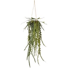 Epiphyllumhänger, 91cm, grün, im schwarzen Kunststoffhängetopf 14x14x13cm